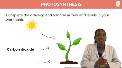 Still from a Huddle Natural Sciences video lesson
