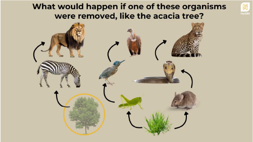 Still from a Huddle Natural Sciences video lesson
